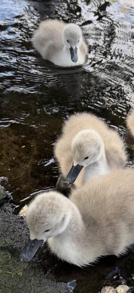 Three fluffy grey cygnets are seen swimming in dark water, with one in the foreground dipping its beak
